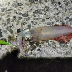 真夏のターゲット