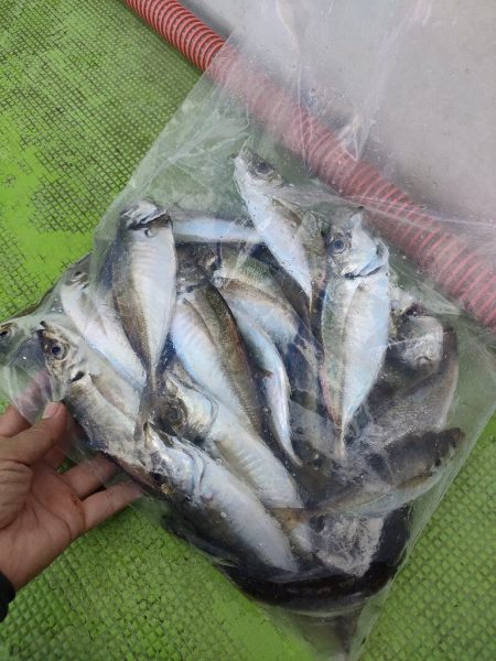 ライトアジをつり幸で。