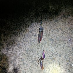 夜通しケンサキ