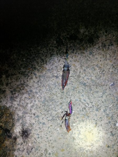 夜通しケンサキ