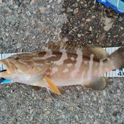 幻の超高級魚再び