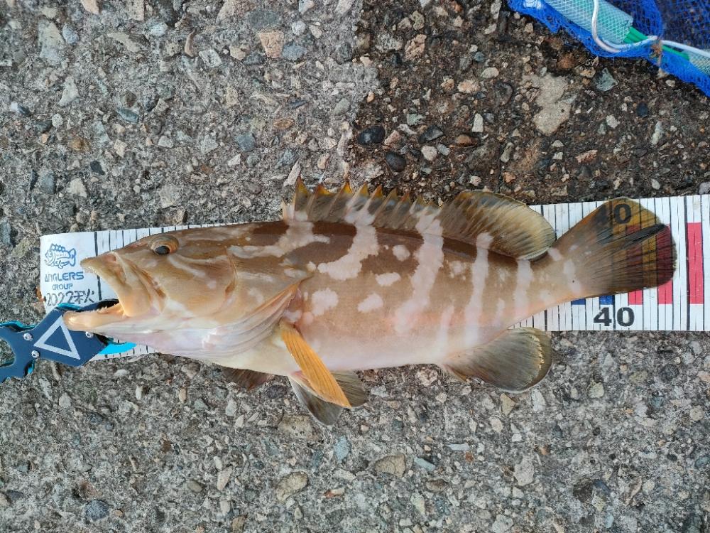 幻の超高級魚再び