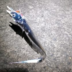 アジ＆タチウオ