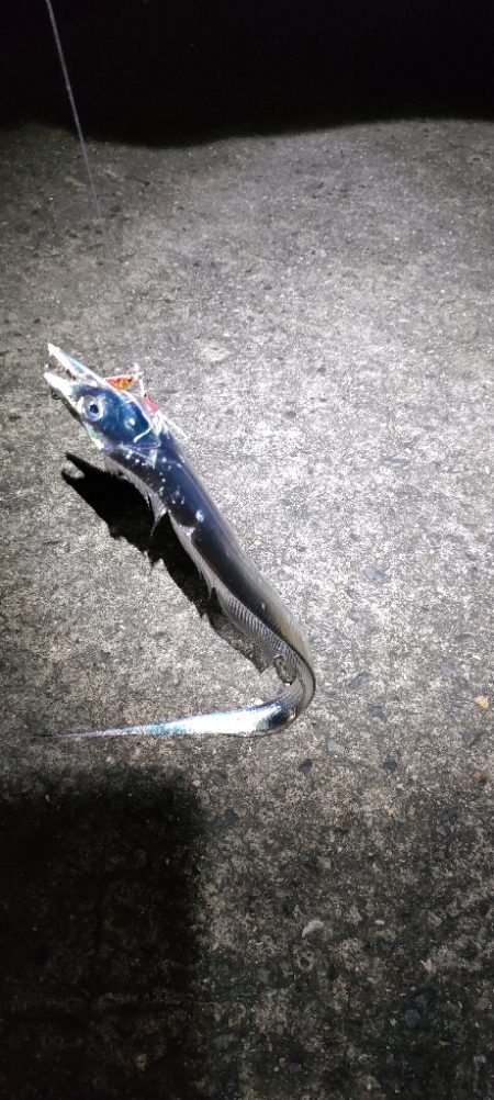 アジ＆タチウオ