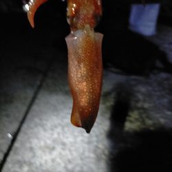 ライトエギング