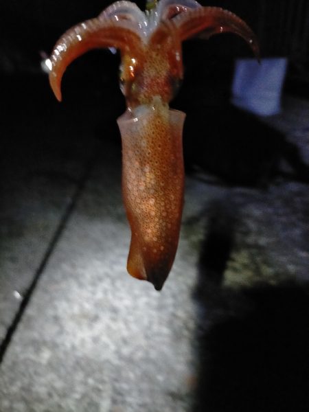 ライトエギング