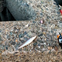 数・サイズ共に安定のキス!!