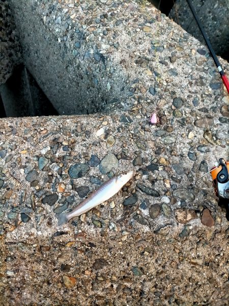 数・サイズ共に安定のキス!!