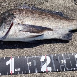 久しぶりのチニング