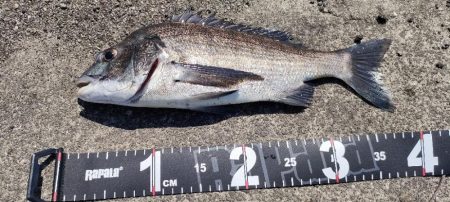 久しぶりのチニング