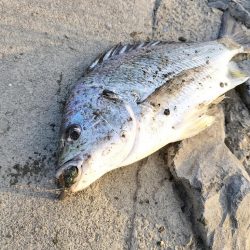 フリーリグチニング