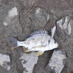 トップチニング