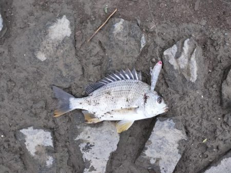 トップチニング