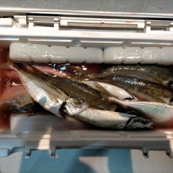 ギガアジに1cm足らず