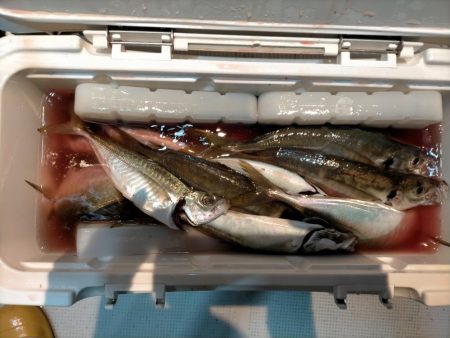 ギガアジに1cm足らず