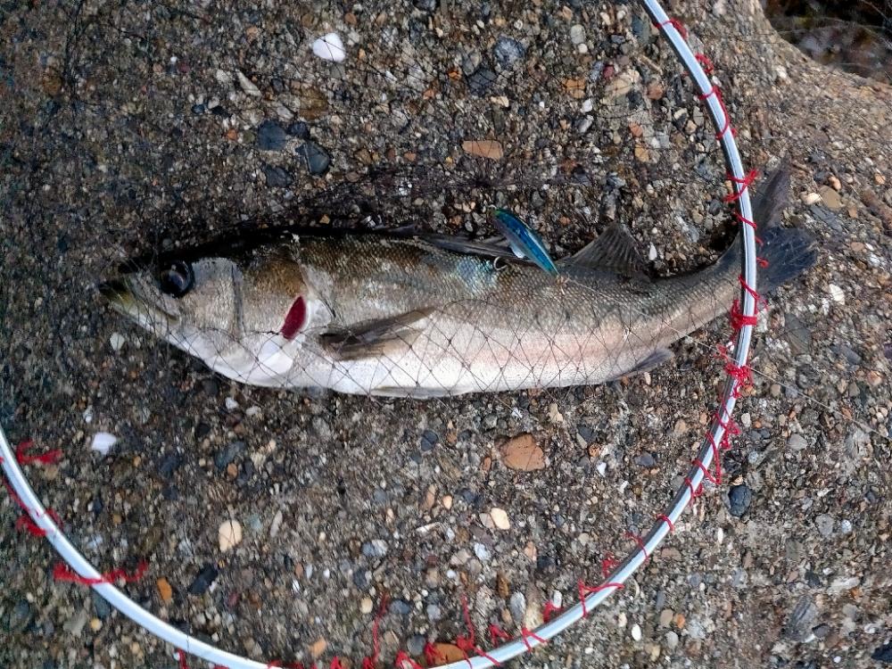 青物不在、坊主逃れのシーバス