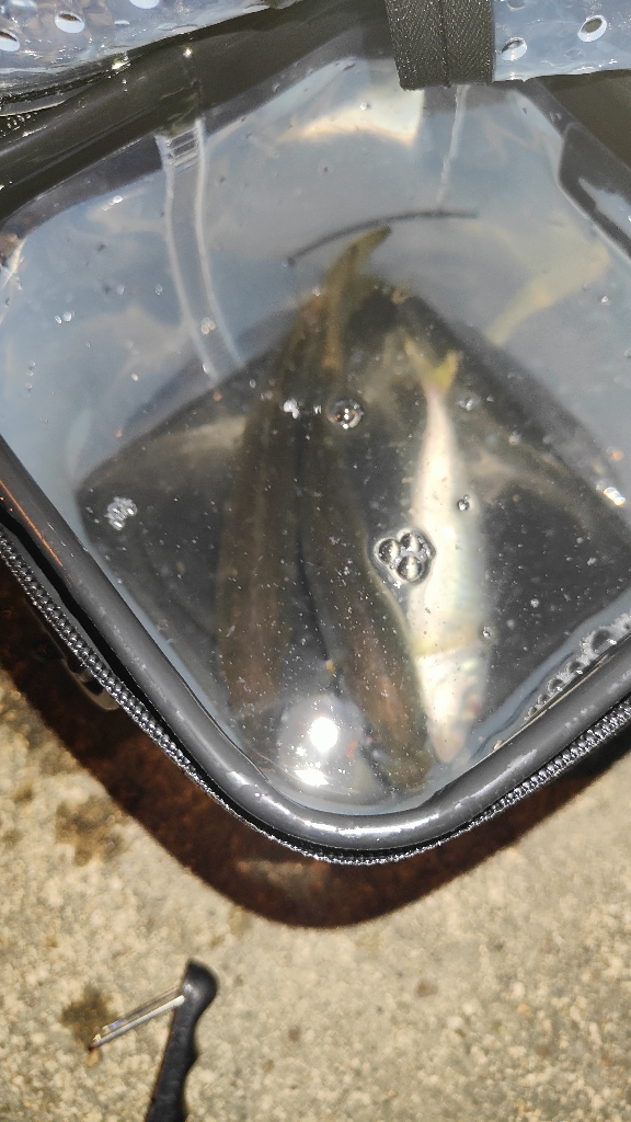 昼釣りからの夜釣り