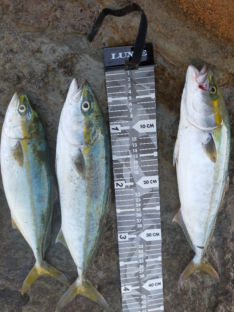 大量のベイトが接岸