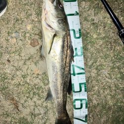 ランカーシーバスを求めて