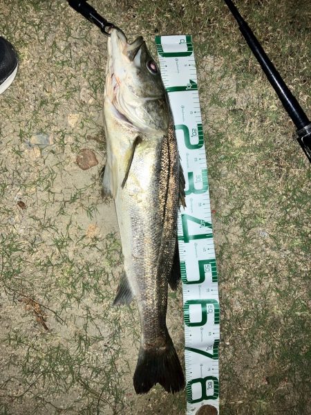 ランカーシーバスを求めて