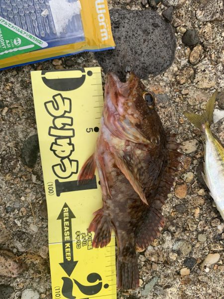 夏アジング&ガシリング