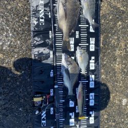 日出渡船での7月のリベンジ