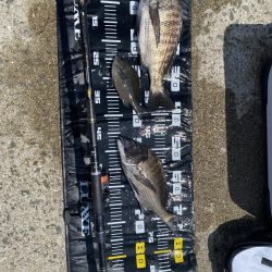 久しぶりの陸からのチヌ