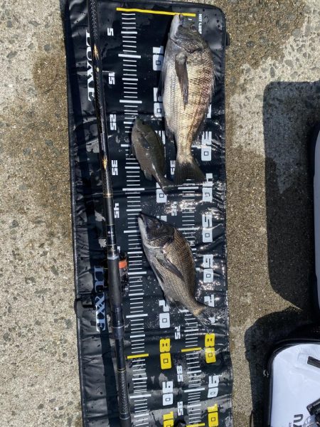 久しぶりの陸からのチヌ