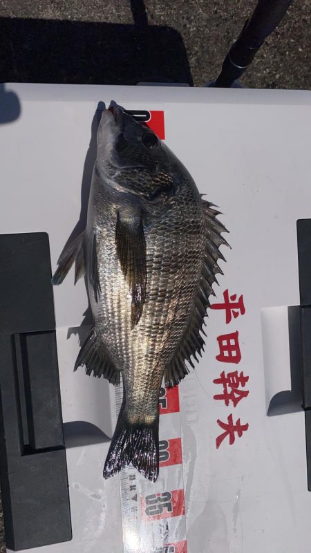 日の出渡船７番初チヌ