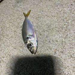 南港夜サビキ　小鯵入れ食い！