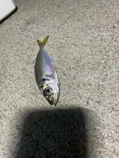 南港夜サビキ　小鯵入れ食い！