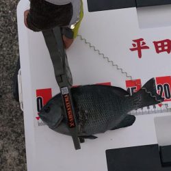 今日はコッパグレ釣り