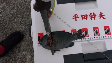 今日はコッパグレ釣り