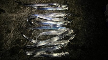 タチウオまあまあ釣れた