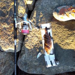 玉野市で、嬉しい2匹、しかも食べれる魚