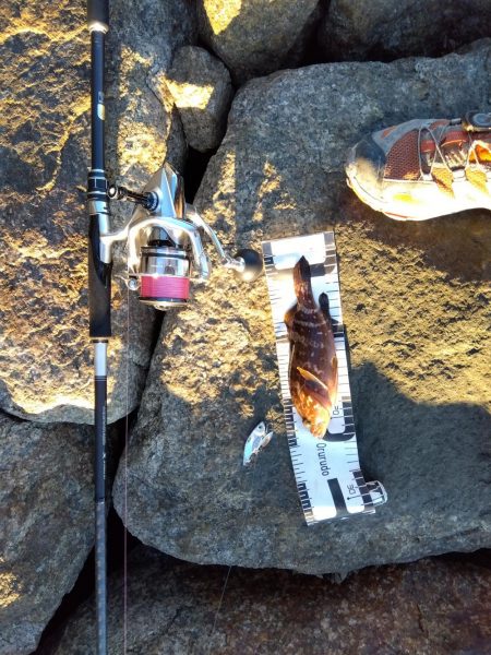 玉野市で、嬉しい2匹、しかも食べれる魚