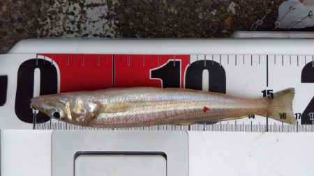 室津のキス釣り