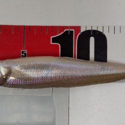 苅屋海岸のキス釣り