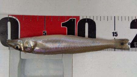 苅屋海岸のキス釣り