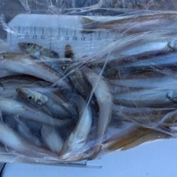 苅屋海岸のキス釣り