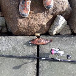 真夏の連続釣果にびっくりしてます。