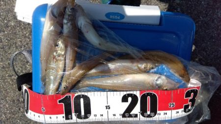 都志港のキス釣り