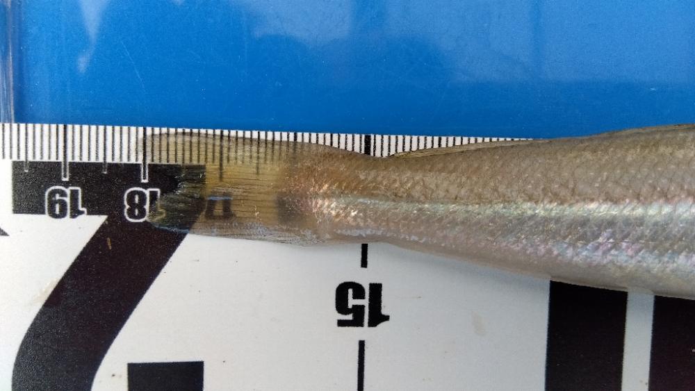 髙砂港のキス釣り