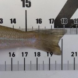 苅屋海岸のキス釣り