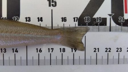 苅屋海岸のキス釣り