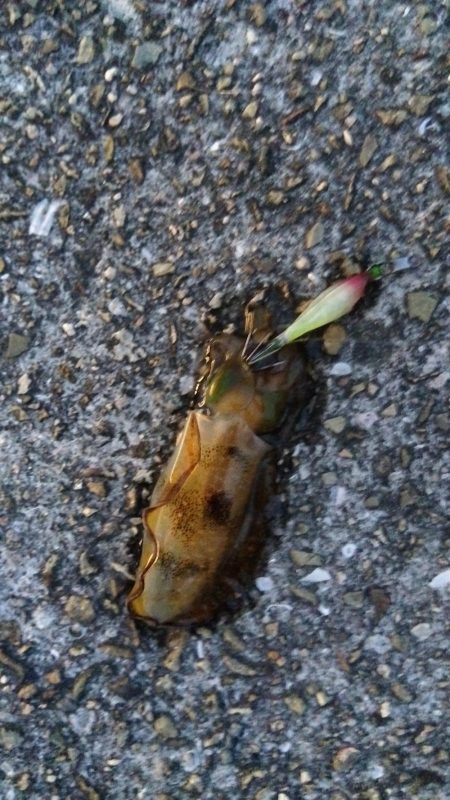 小さなアオリイカ