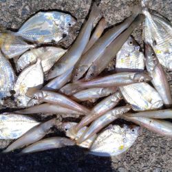 シーズン３度目の津居山釣行