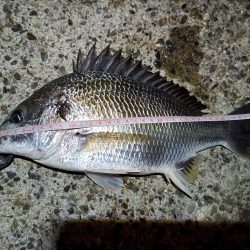 2023/08/01 南港ヘチ釣り釣行