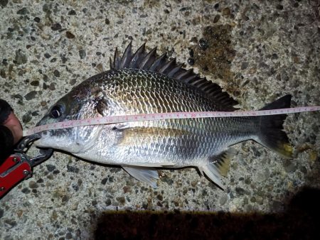 2023/08/01 南港ヘチ釣り釣行