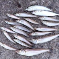 釣り人が少ない播磨新島